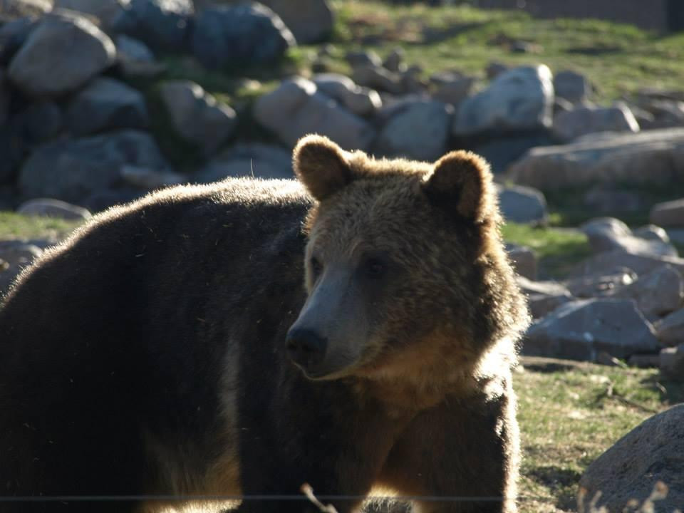 灰熊与狼保护中心-西黄石镇必去景点