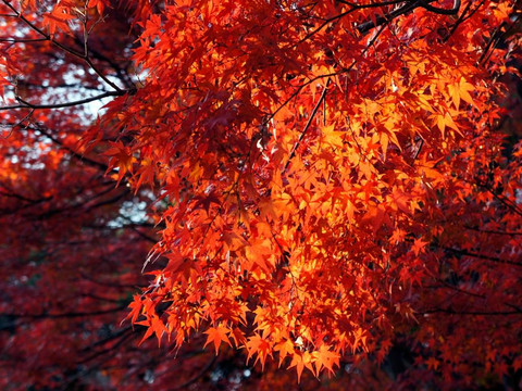 须磨离宫公园-神户市必去景点