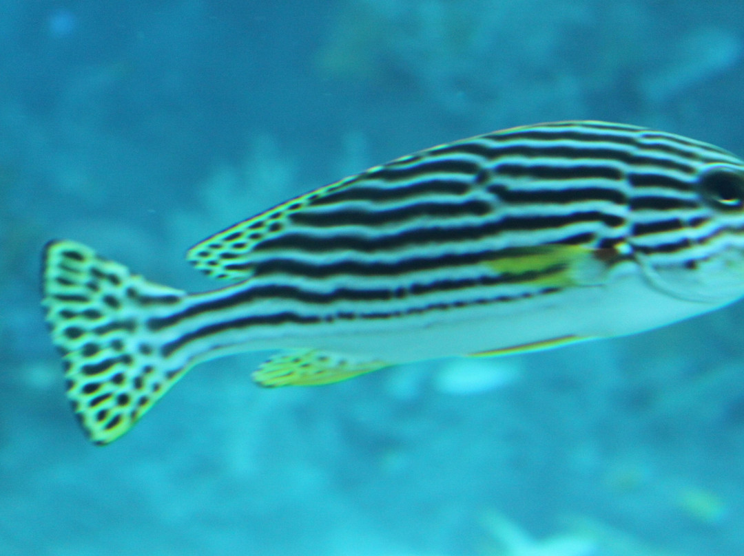 海洋生物园-圣淘沙岛必去景点