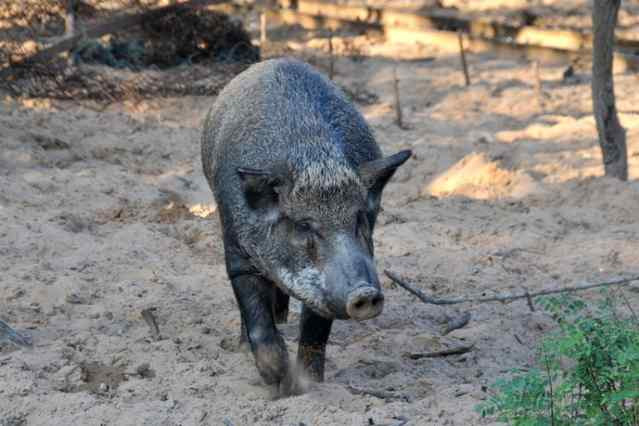 秦皇岛野生动物园-秦皇岛市必去景点