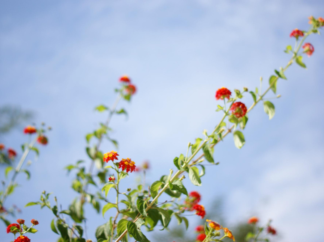 Yoga in Salento-莱切必去景点