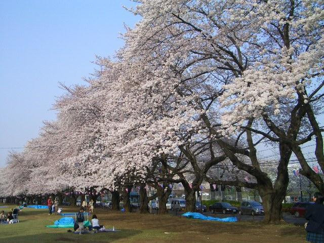 Sayama Inariyama Park-狭山市必去景点