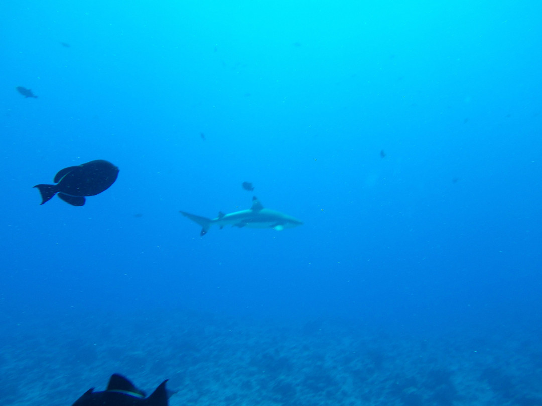Bora Diving Center (by Eleuthera)-波拉波拉岛必去景点