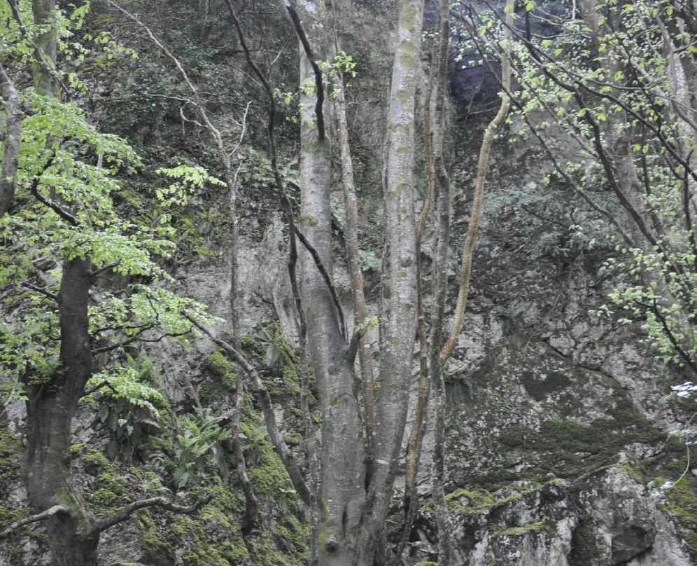 Dooney Rock Forest Park景点图片