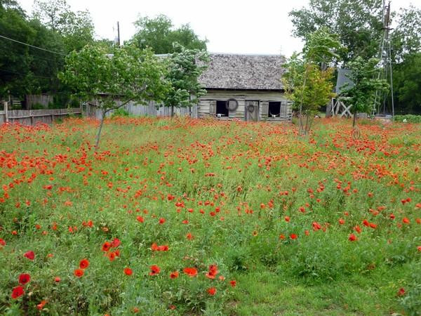 Castroville Historic Walking Tour-Castroville必去景点