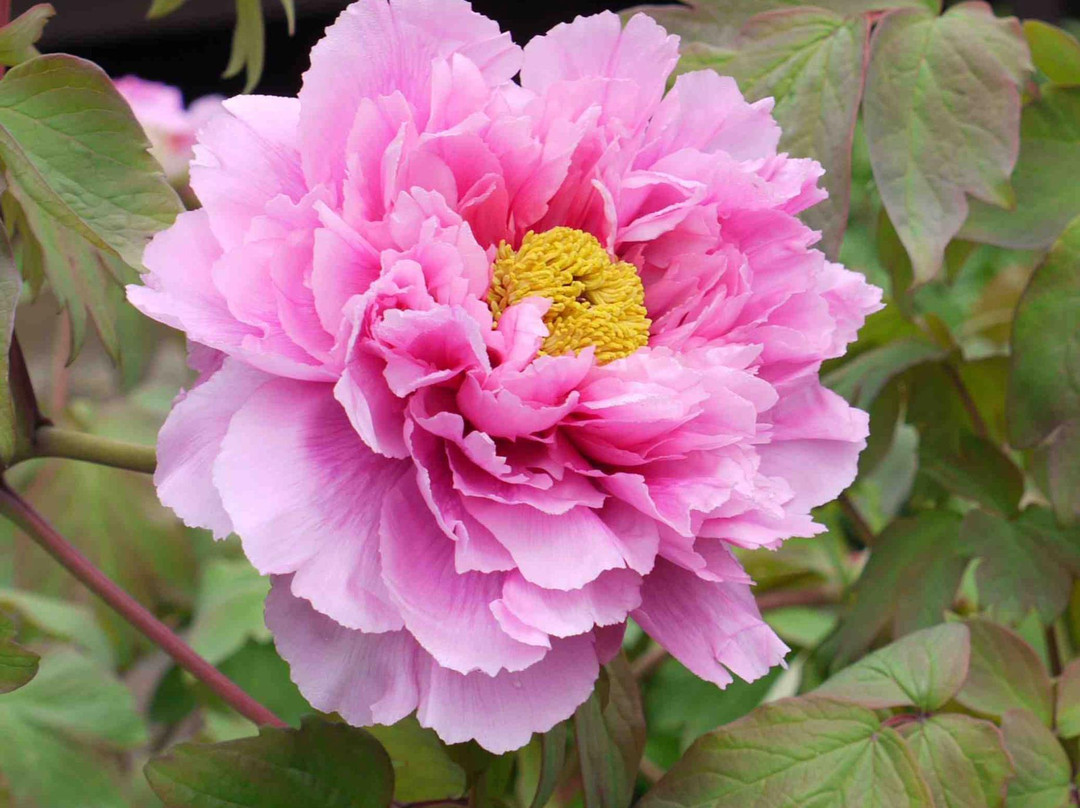 Mobara Peony Garden-茂原市必去景点