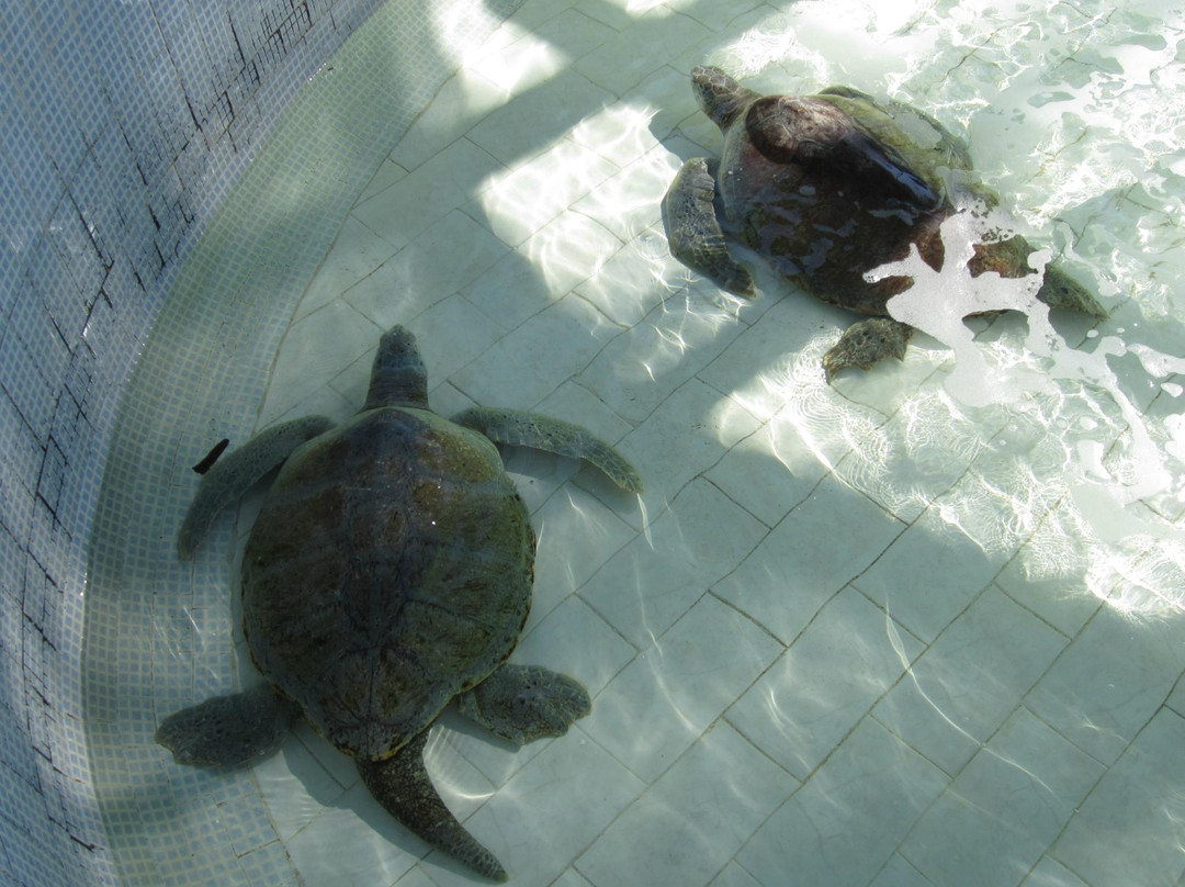 El Tortugugario-Cuyutlan必去景点