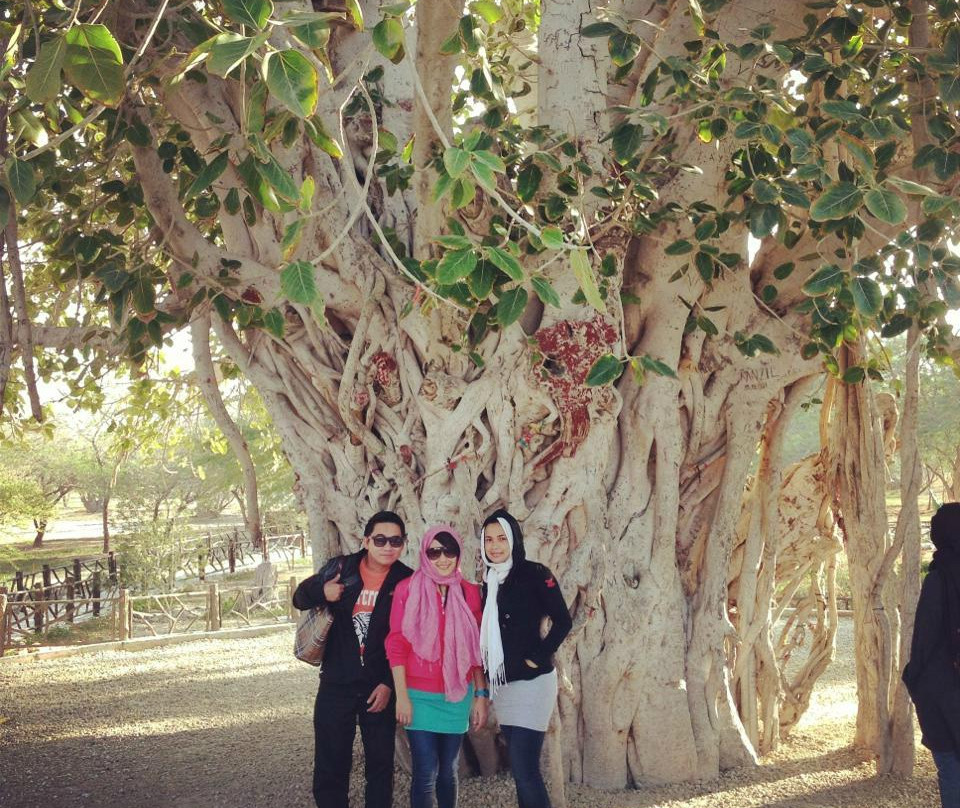 Green Tree Complex景点图片