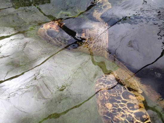 Gulf Specimen Marine Lab & Aquarium-Panacea必去景点