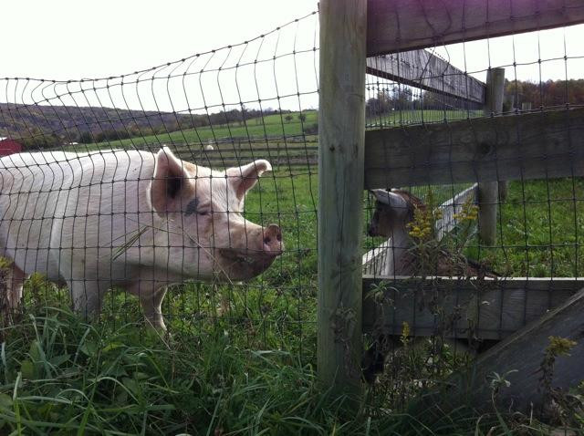 Farm Sanctuary主图