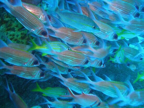 Aquáticos Centro de Mergulho-累西腓必去景点