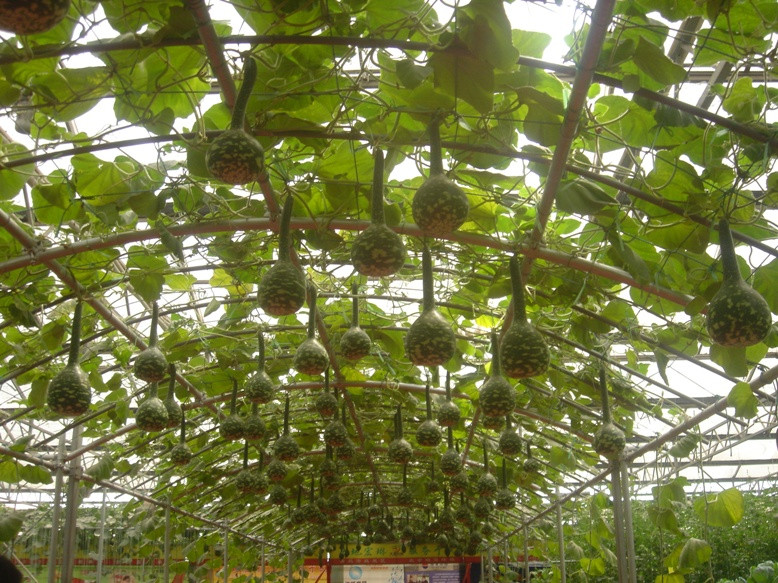 寿光高科技蔬菜示范园-寿光市必去景点