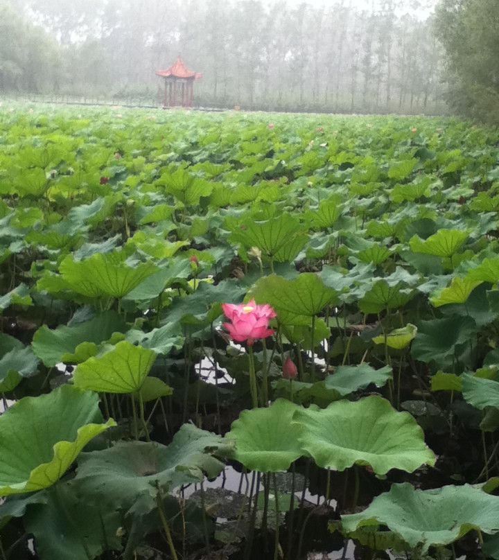 微山湖湿地红荷旅游风景区-滕州市必去景点