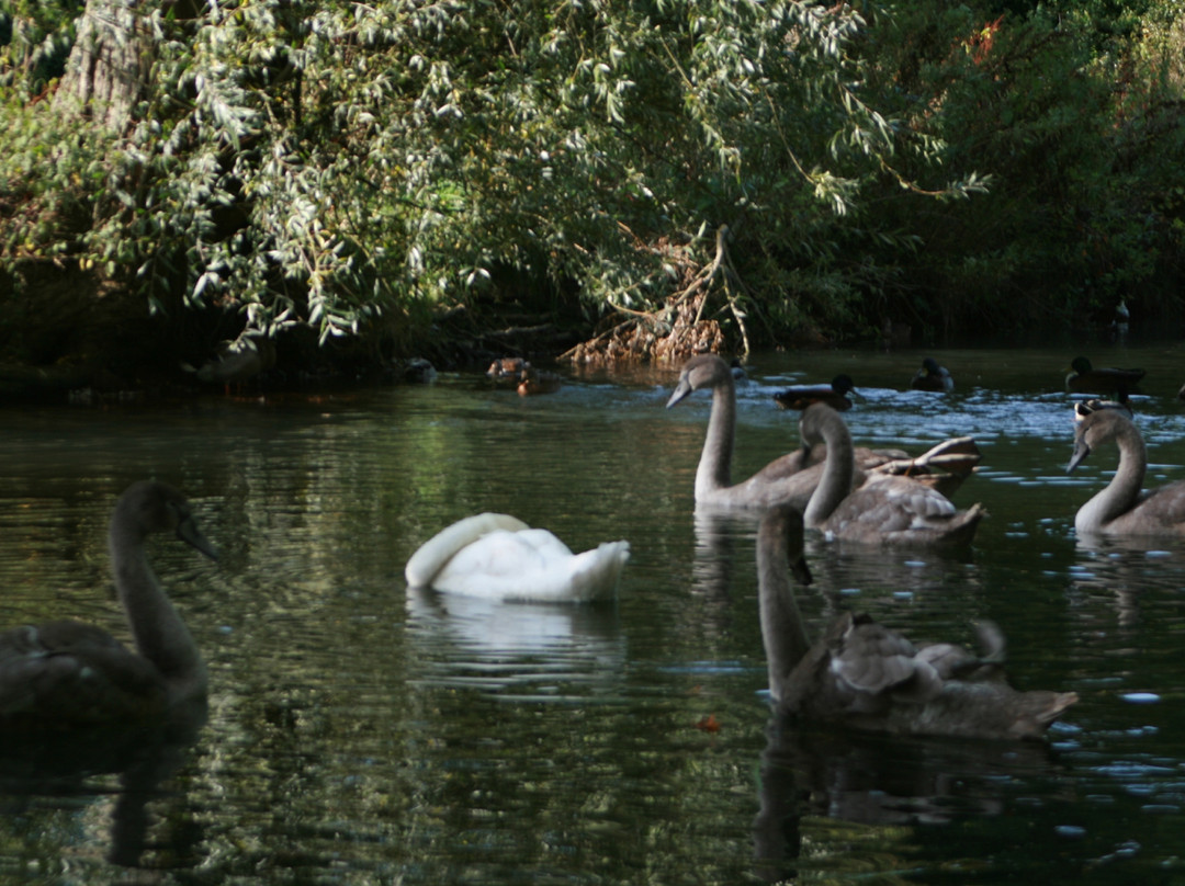 Clare Castle Country Park-Clare必去景点