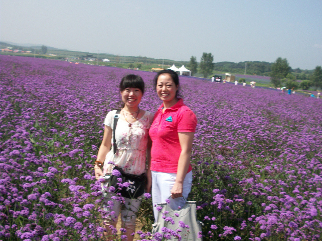 沈阳紫烟薰衣草庄园-沈阳市必去景点