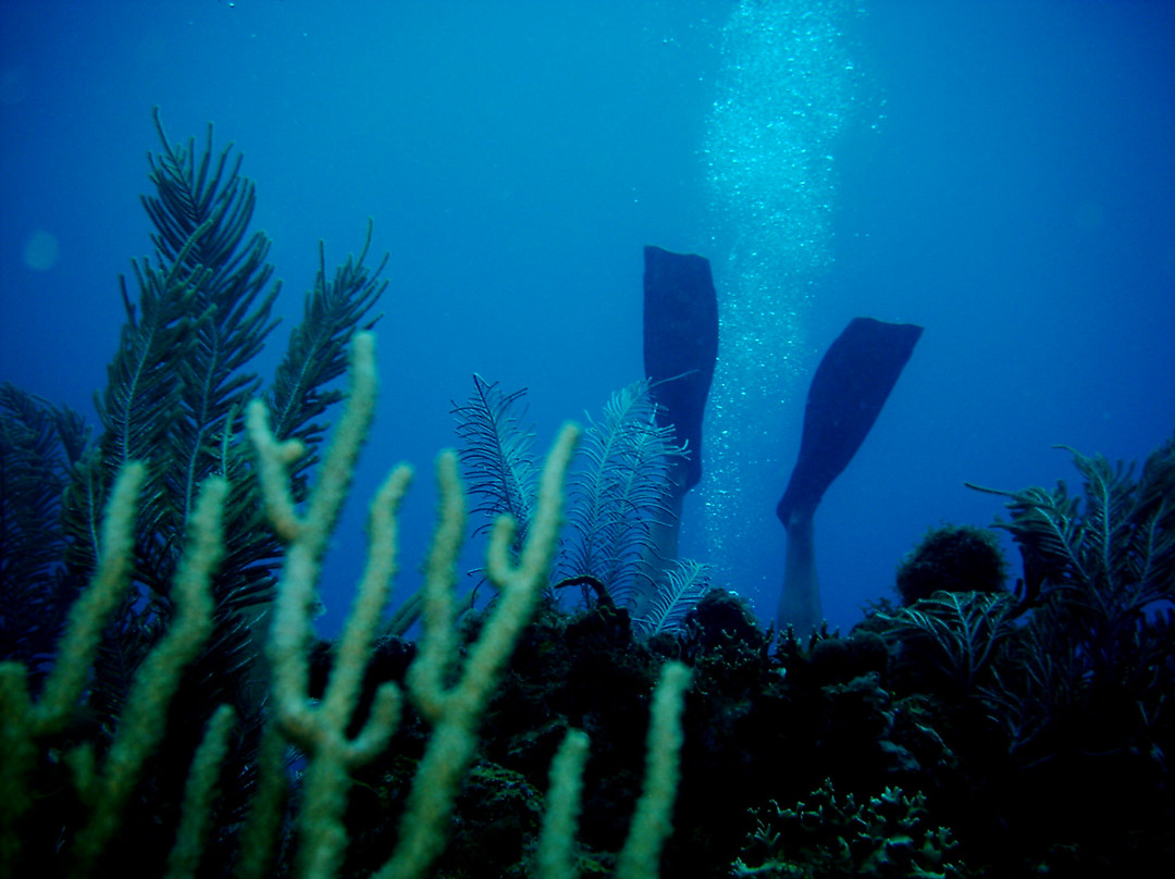St.Thomas Scuba and Snorkel Adventures-圣 托马斯必去景点