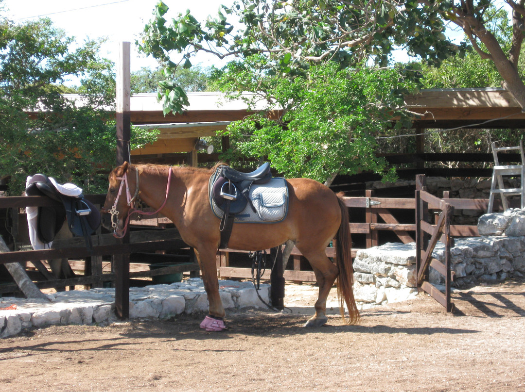 Provo Ponies-Long Bay Hills必去景点