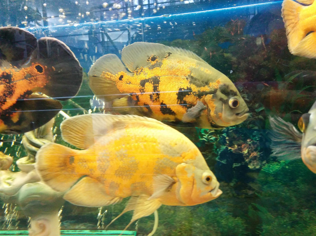 Aquarium-Novoabzakovo必去景点