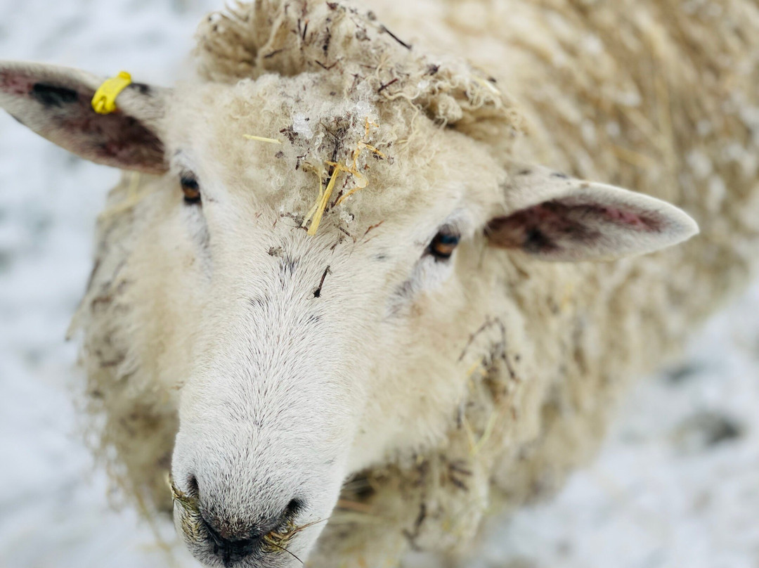 Widmer Farm Park-Lacey Green必去景点