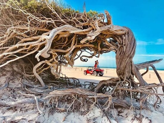 Árvore da Preguiça-杰里科科拉必去景点