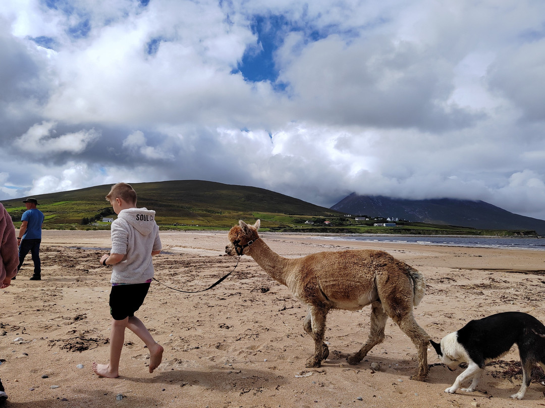 Achill Island Alpacas景点图片