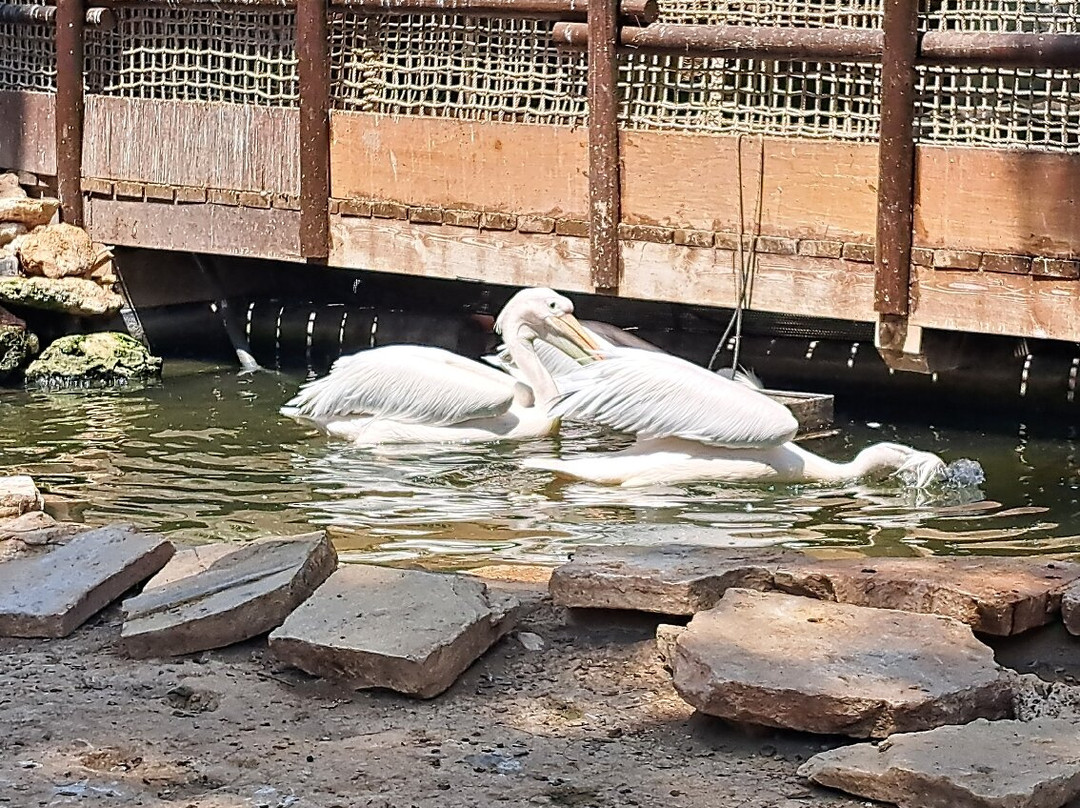 Limassol Zoo-利马索尔必去景点