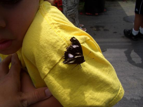 Newport Butterfly Zoo-Tiverton必去景点