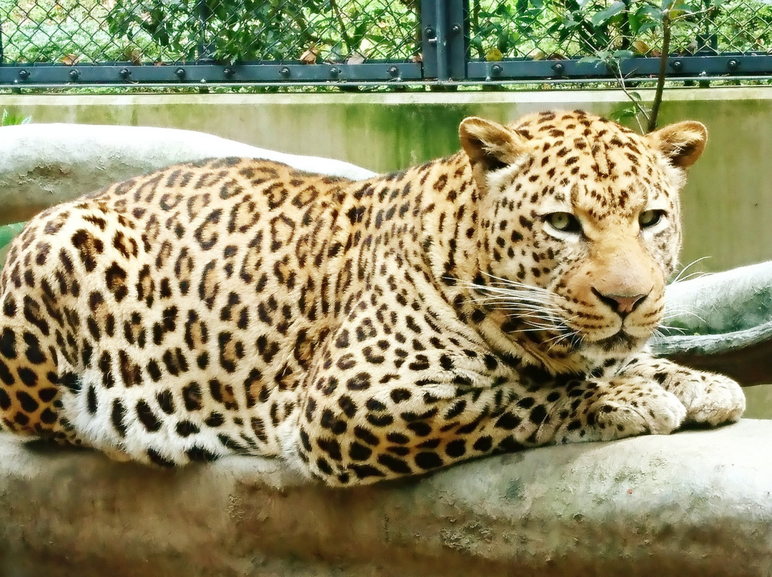 Fukuoka City Zoological Garden景点图片