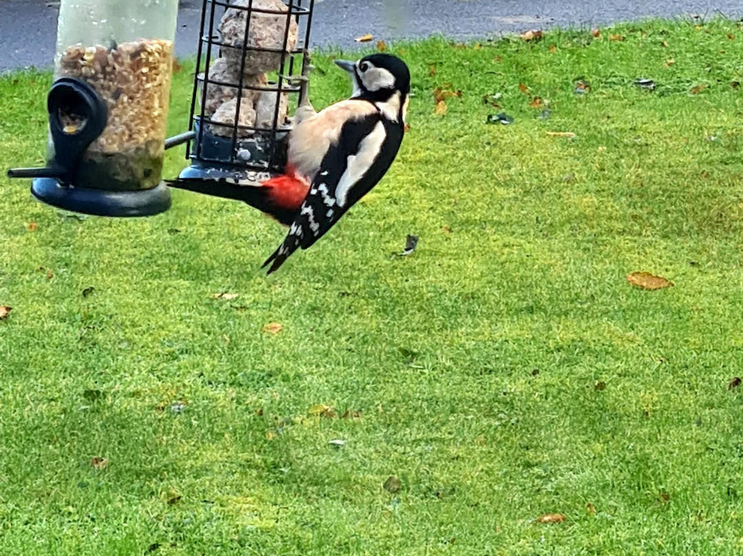 Bluebird Lodge and Waterhead Apartment主图