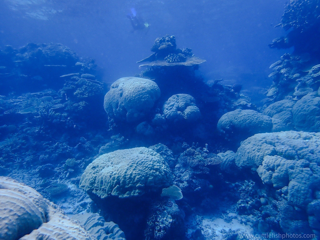 Pro Dive Cairns景点图片