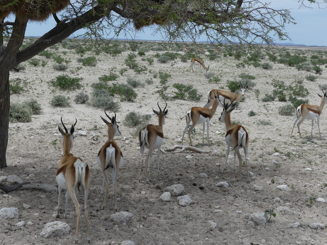 TOM SAFARI NAMIBIA-Okaukuejo必去景点