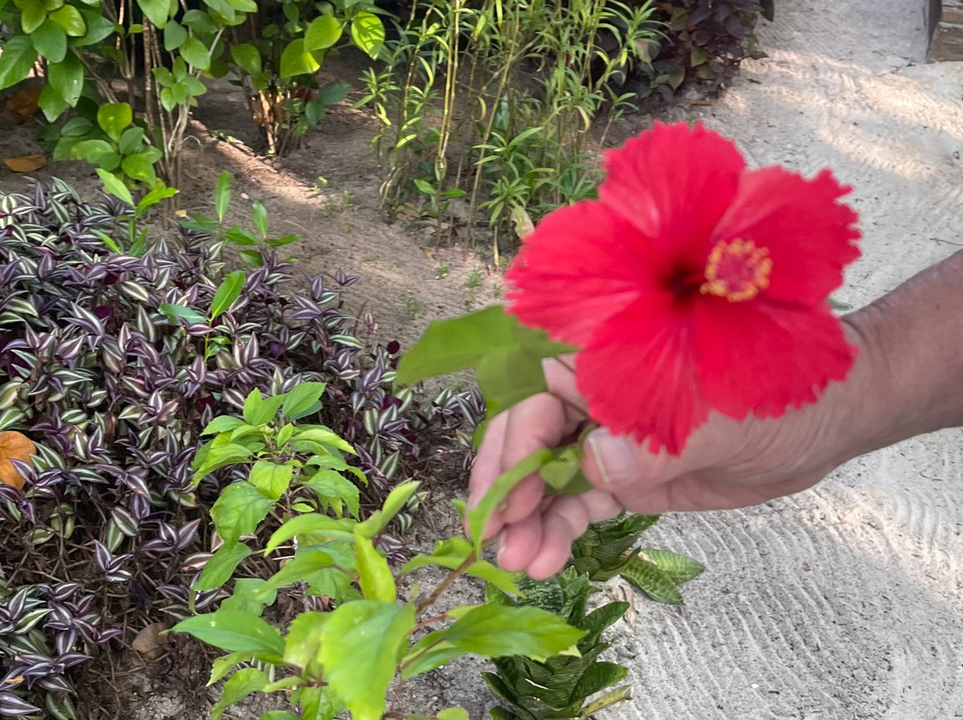 蜜莉喜岛度假村主图