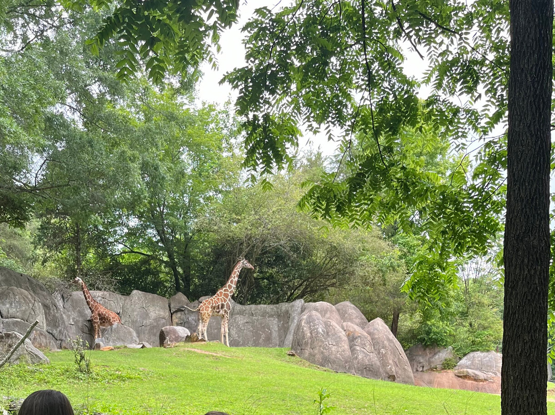 North Carolina Zoo景点图片