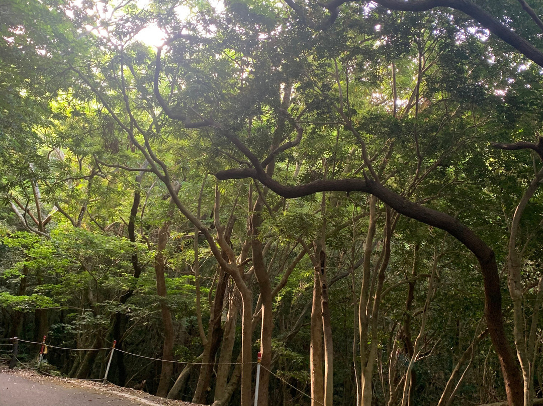 Seibu Trail景点图片