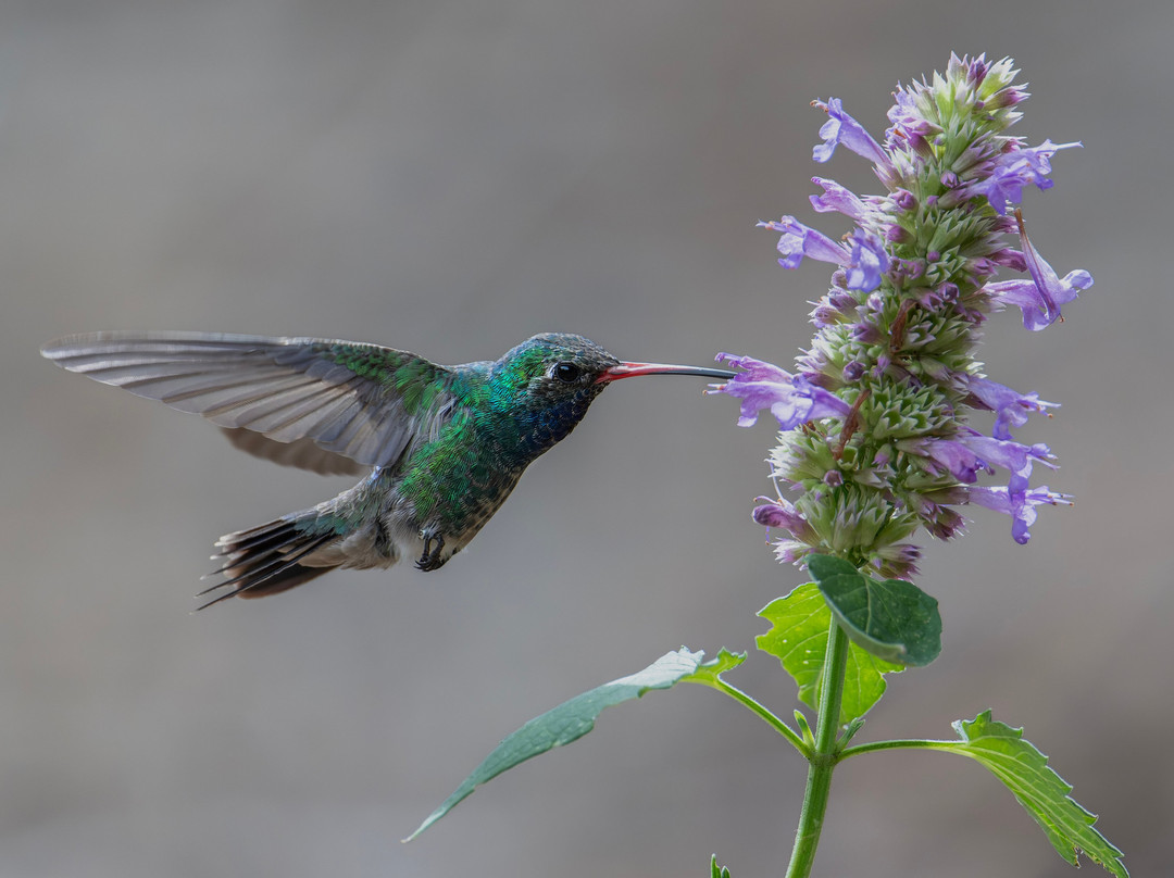 The George Walker House主图