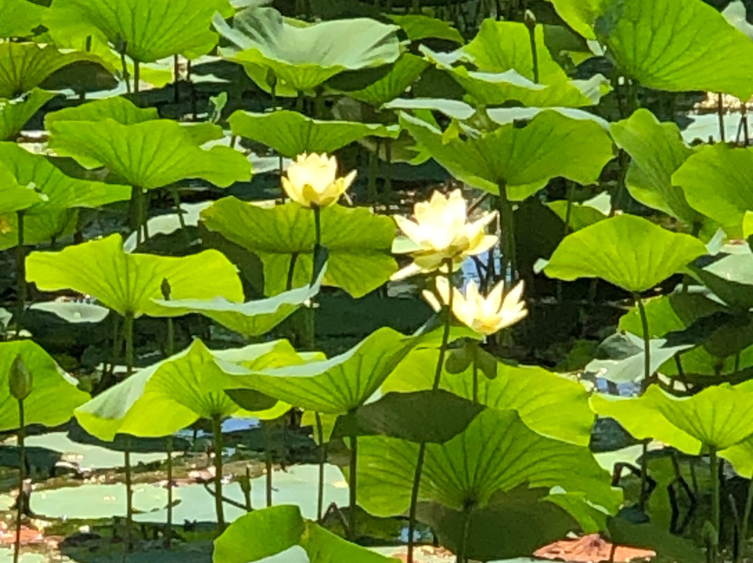 Land Between The Lakes National Recreation Area-Golden Pond必去景点