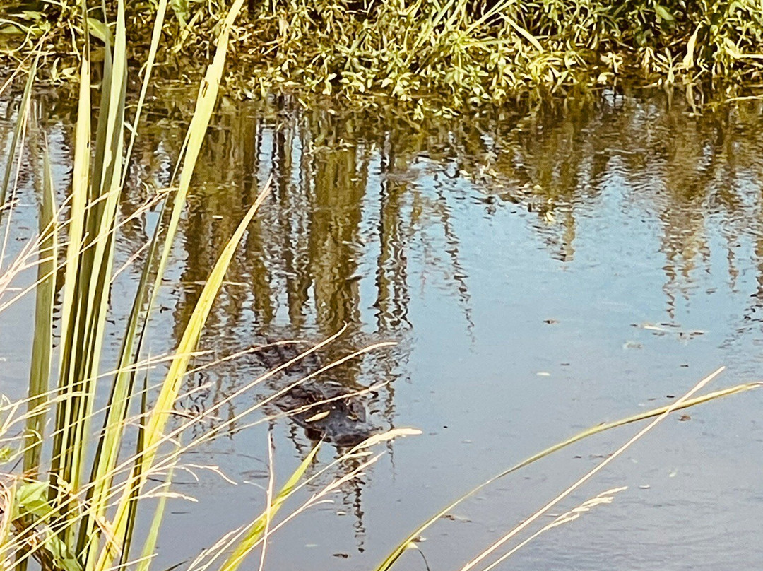 Savannah National Wildlife Refuge景点图片