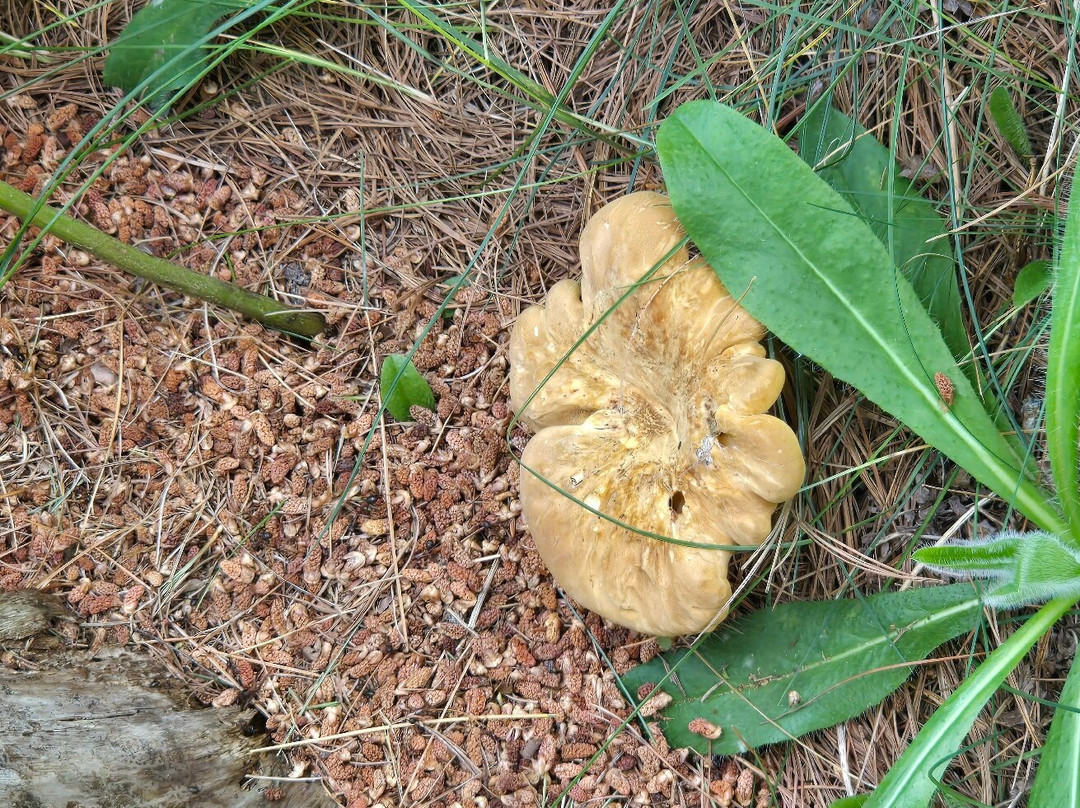 The Ridges Sanctuary-Baileys Harbor必去景点