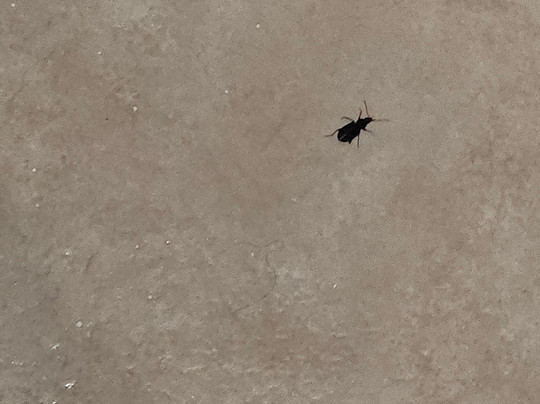 Best Western Plus Lake Worth Inn & Suites主图