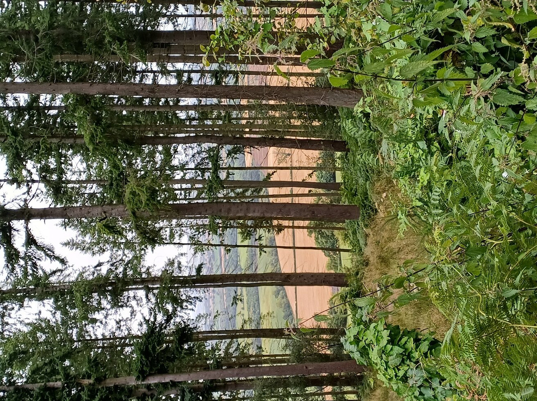 Mortimer Forest-拉德洛必去景点