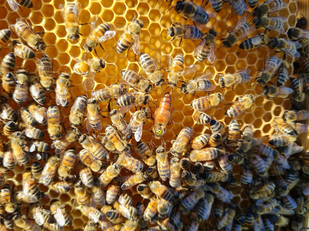 Beekeeping Experience