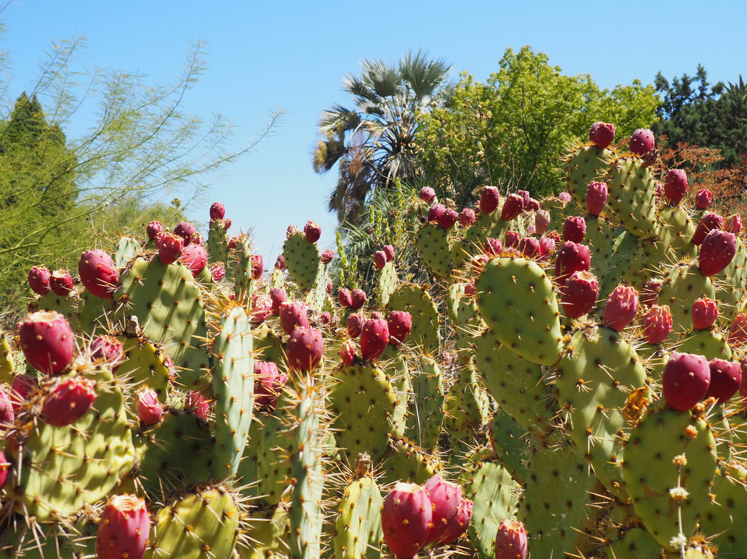 The Ruth Bancroft Garden-核桃溪必去景点