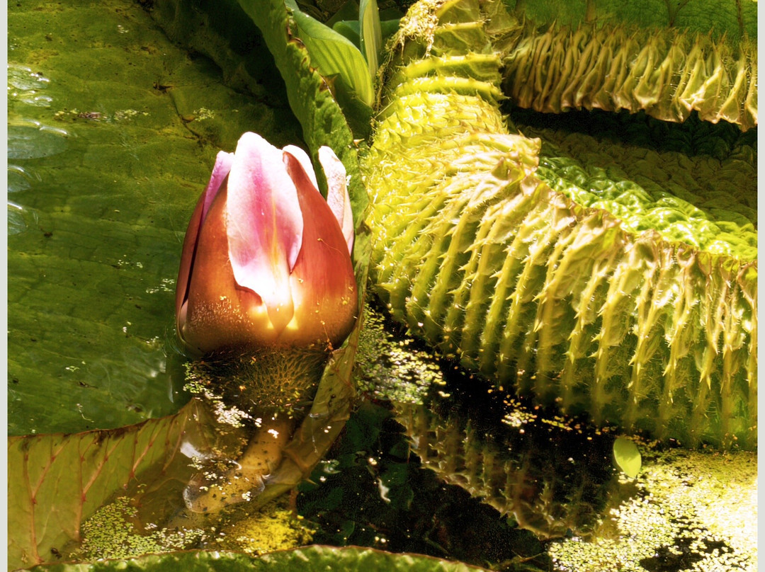 Botanical Garden (Botanischer Garten)景点图片