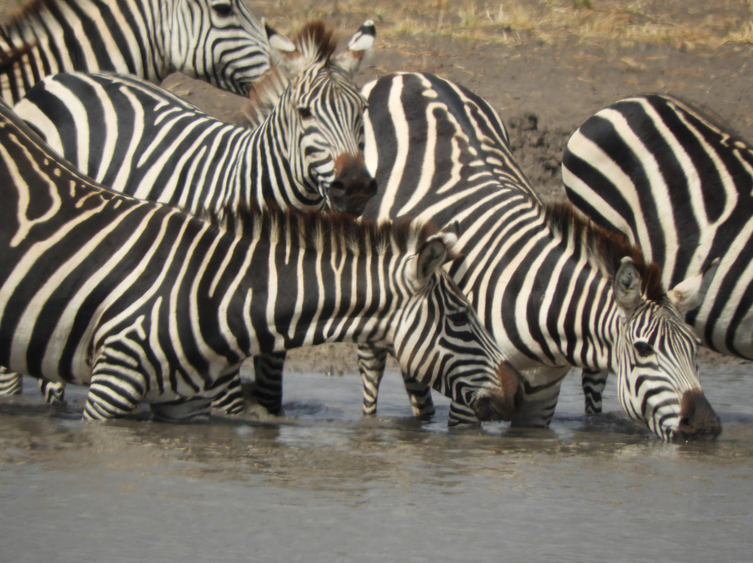 Evans Adventure Safaris-莫西必去景点