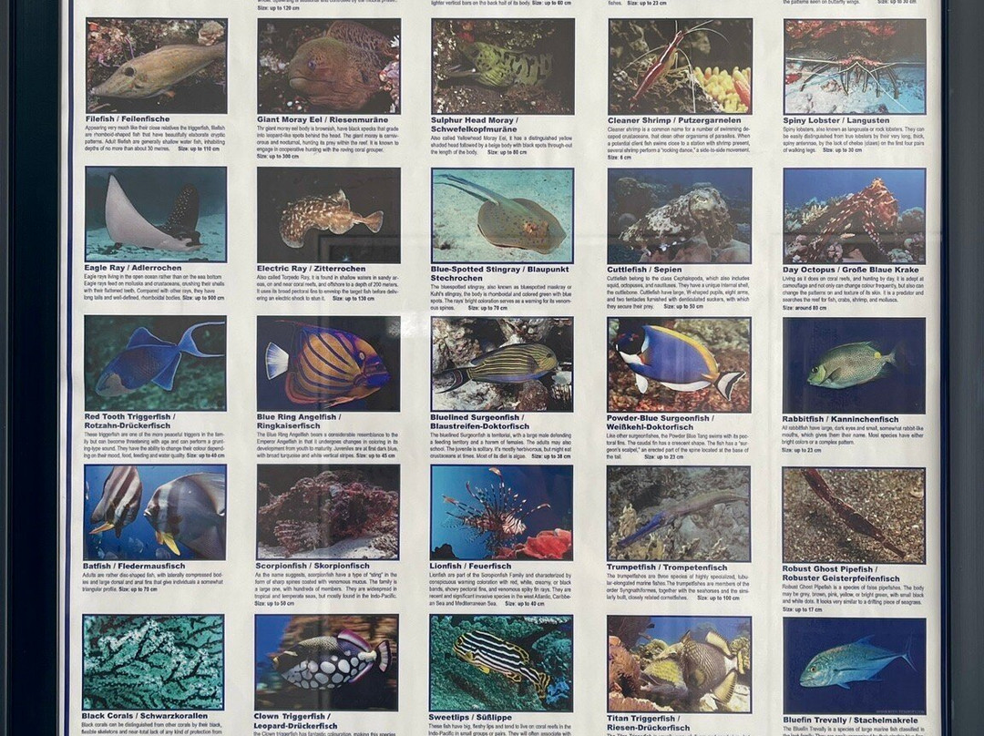 Divinguru Nilaveli-尼拉瓦利必去景点