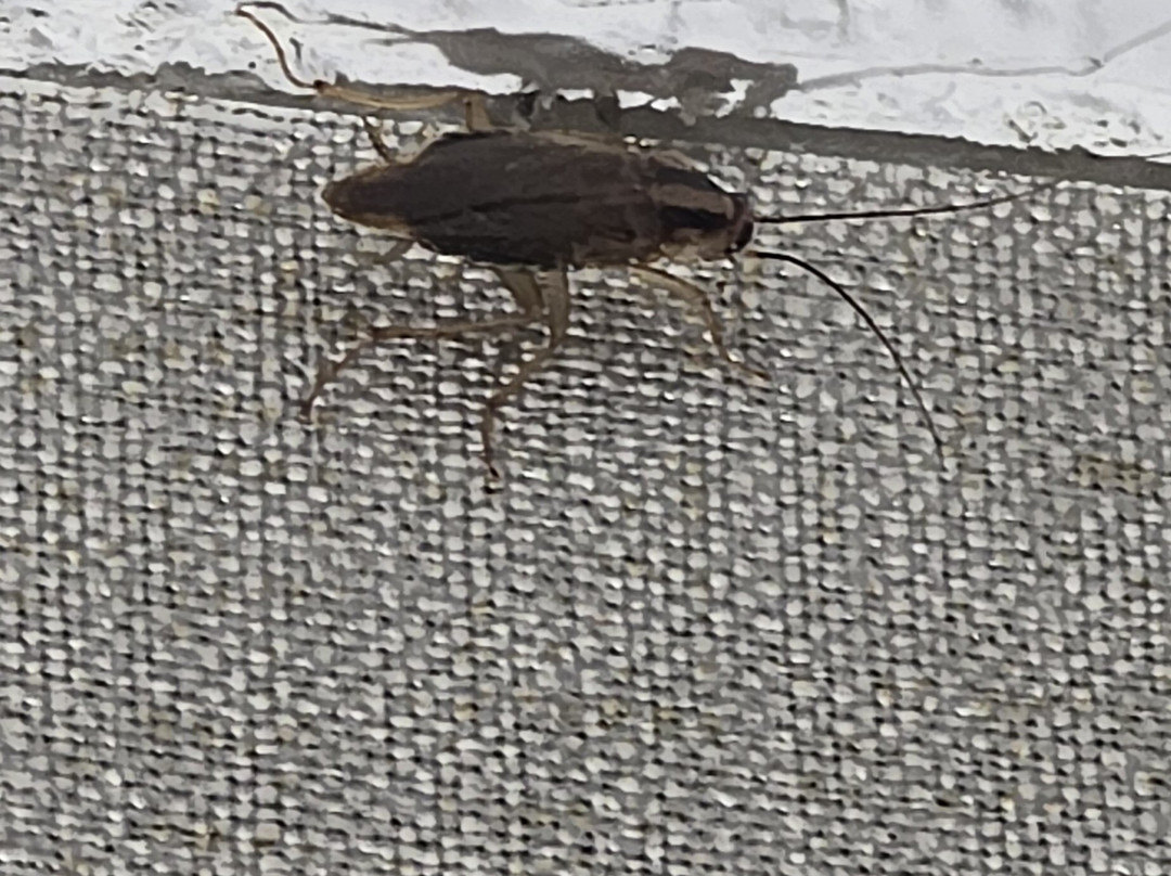 Best Western Plus Keene Hotel主图