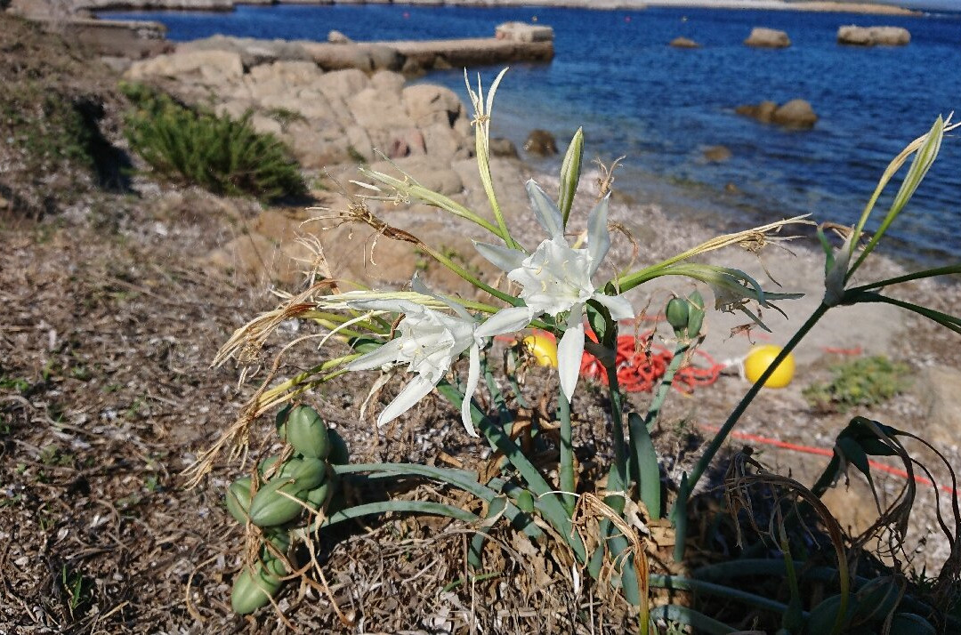 Spiaggia Del Moletto-Siniscola必去景点
