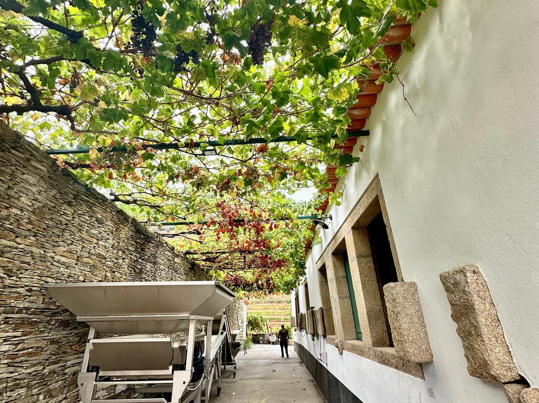 Gricha Vineyard House主图