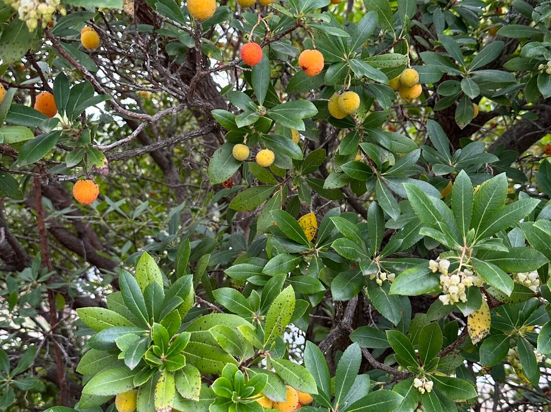 Jardin Antique Méditérranéen景点图片