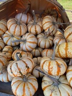 Chase Farms-韦尔斯必去景点